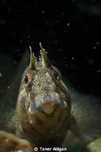 Hi Blenny! (low visibility in Marmara Sea, even the snoot... by Taner Atilgan 